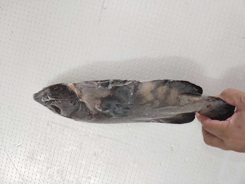 蓝星斑-活杀极冻蓝星斑批发-海南生鲜供应蓝星斑