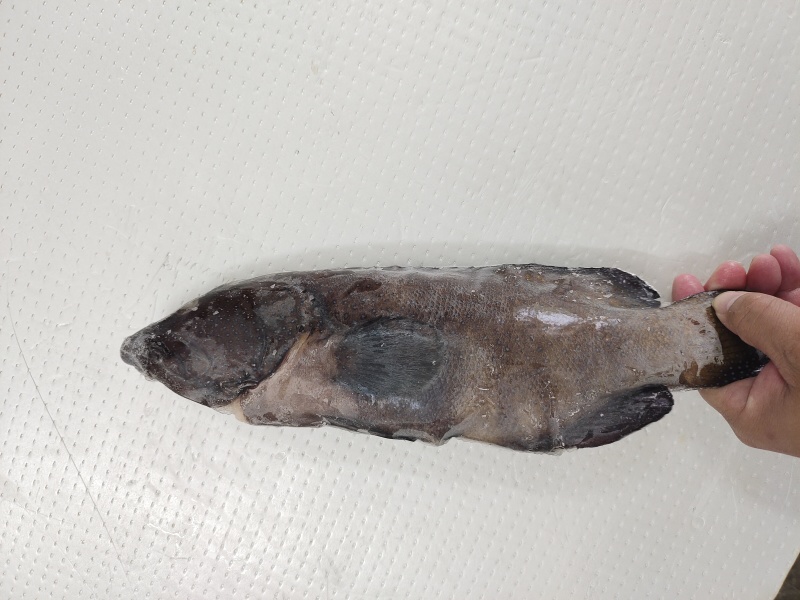蓝星斑-活杀极冻蓝星斑批发-海南生鲜供应蓝星斑