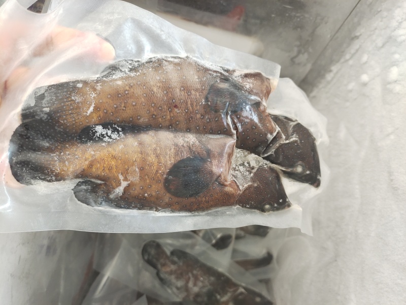 蓝星斑-活杀极冻蓝星斑批发-海南生鲜供应蓝星斑