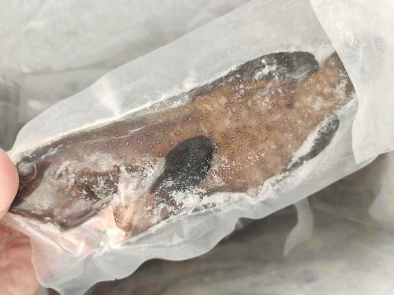 蓝星斑-活杀极冻蓝星斑批发-海南生鲜供应蓝星斑