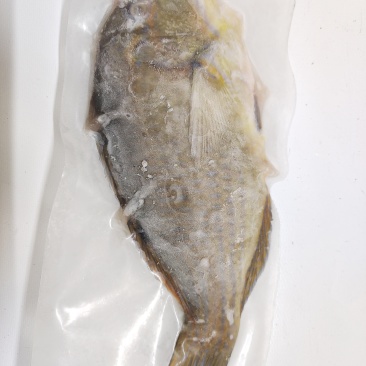 西沙青衣鱼-活杀极冻青衣鱼批发-海南生鲜供应青衣鱼