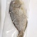 西沙青衣鱼-活杀极冻青衣鱼批发-海南生鲜供应青衣鱼