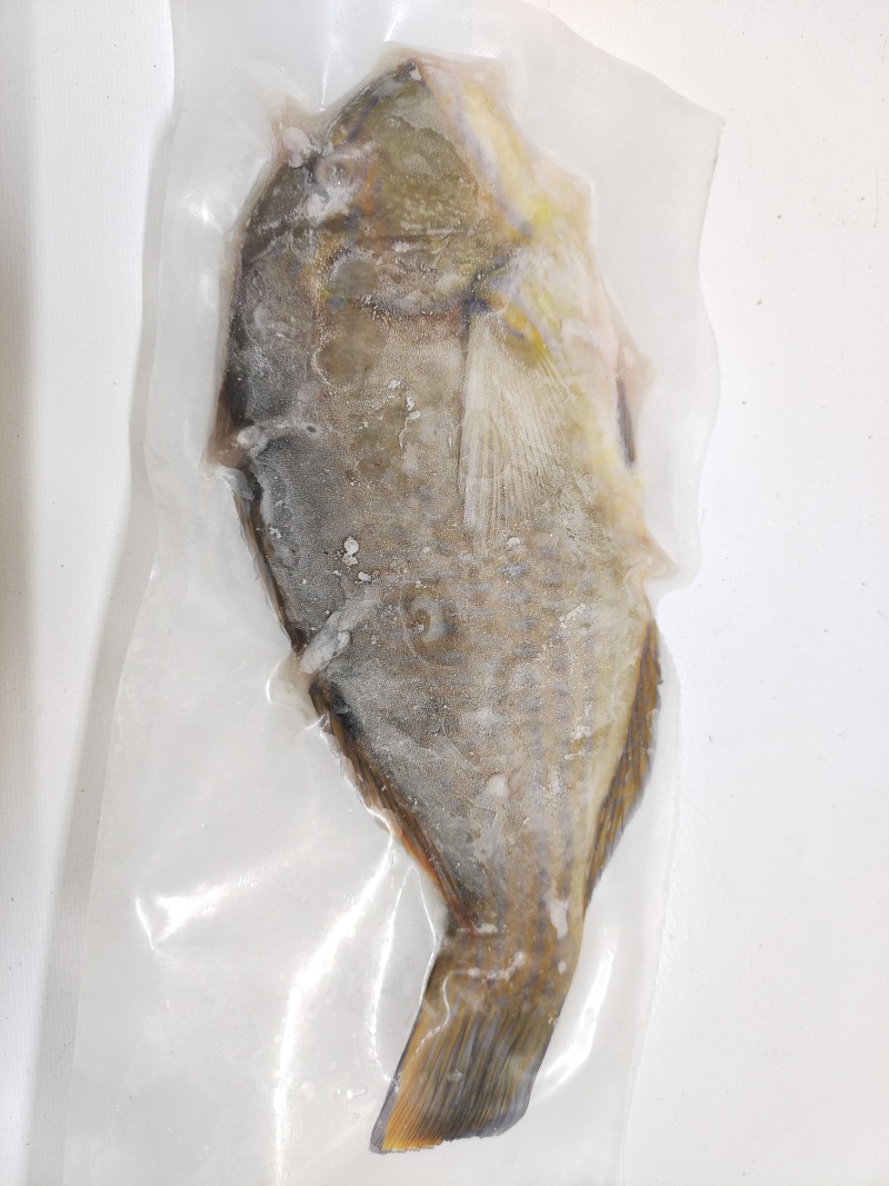 西沙青衣鱼-活杀极冻青衣鱼批发-海南生鲜供应青衣鱼
