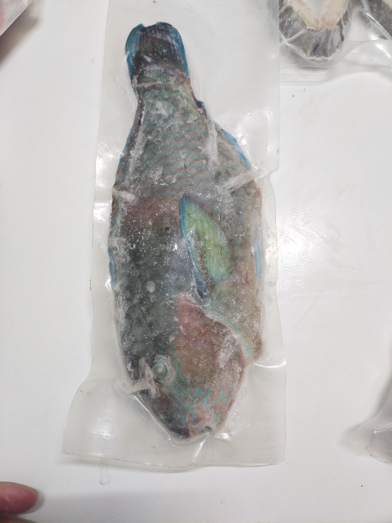 西沙青衣鱼-活杀极冻青衣鱼批发-海南生鲜供应青衣鱼