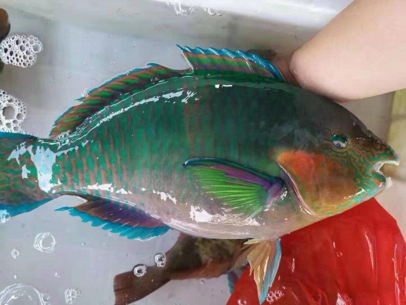 西沙青衣鱼-活杀极冻青衣鱼批发-海南生鲜供应青衣鱼