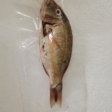 西沙笠鱼-活杀极冻笠鱼批发-海南生鲜供应笠鱼