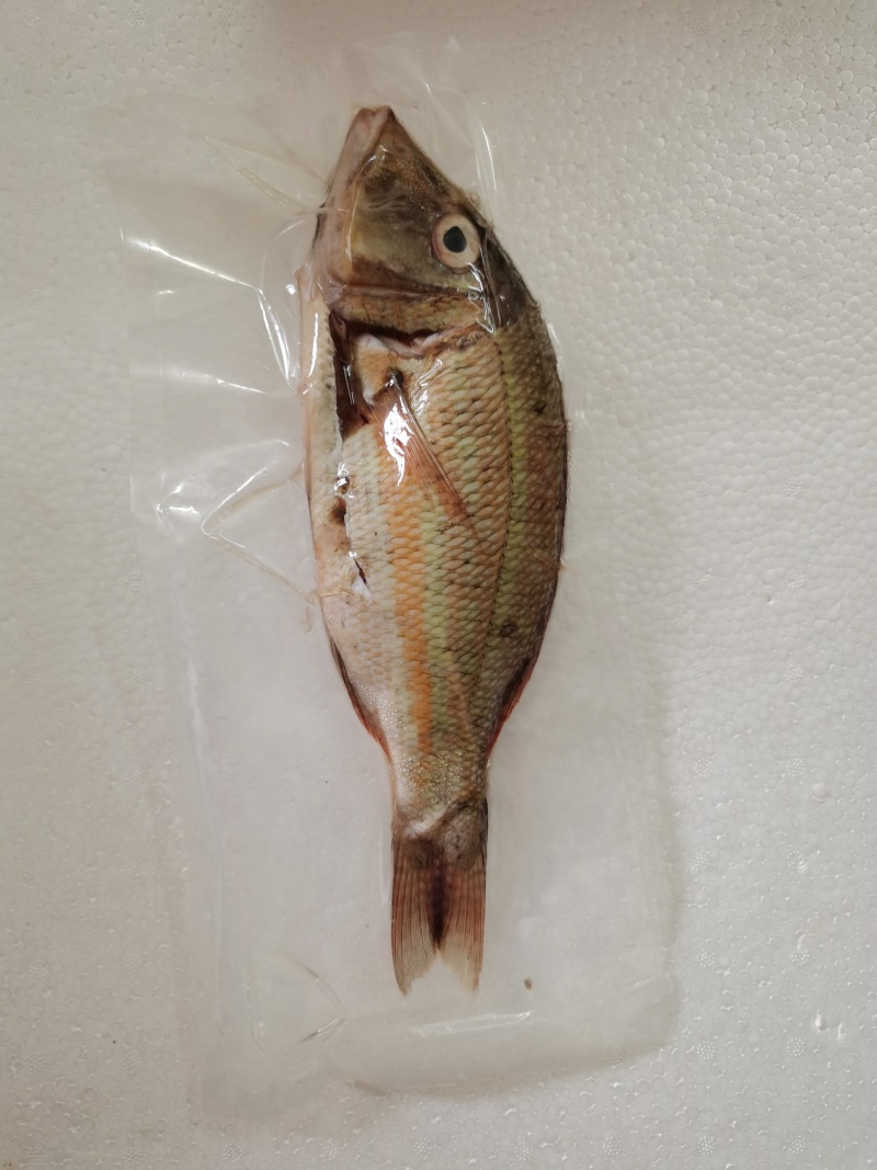 西沙笠鱼-活杀极冻笠鱼批发-海南生鲜供应笠鱼
