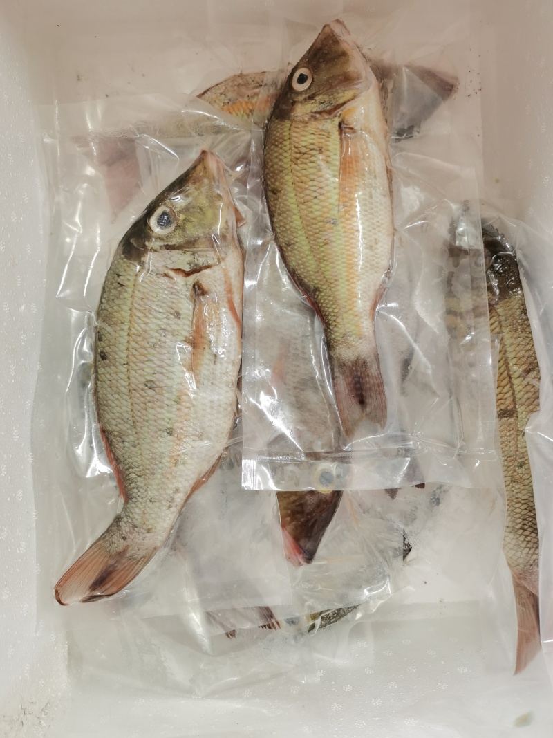 西沙笠鱼-活杀极冻笠鱼批发-海南生鲜供应笠鱼