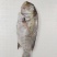 西沙笠鱼-活杀极冻笠鱼批发-海南生鲜供应笠鱼