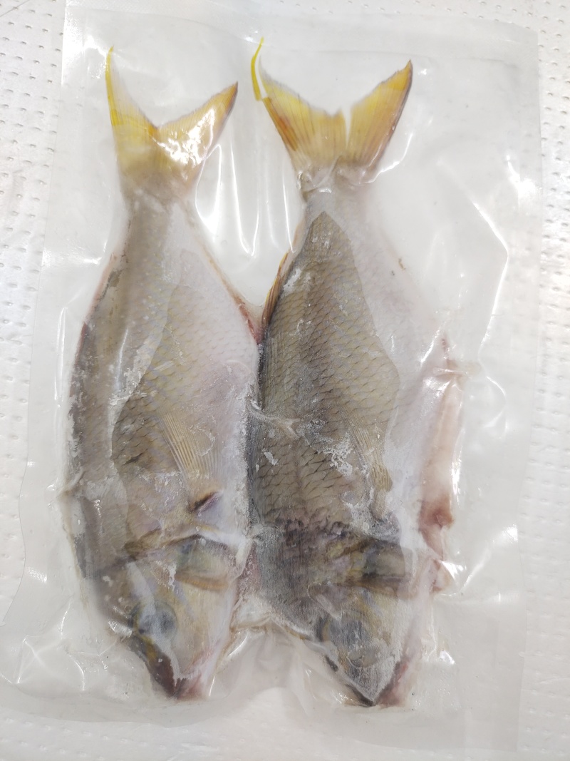 西沙笠鱼-活杀极冻笠鱼批发-海南生鲜供应笠鱼