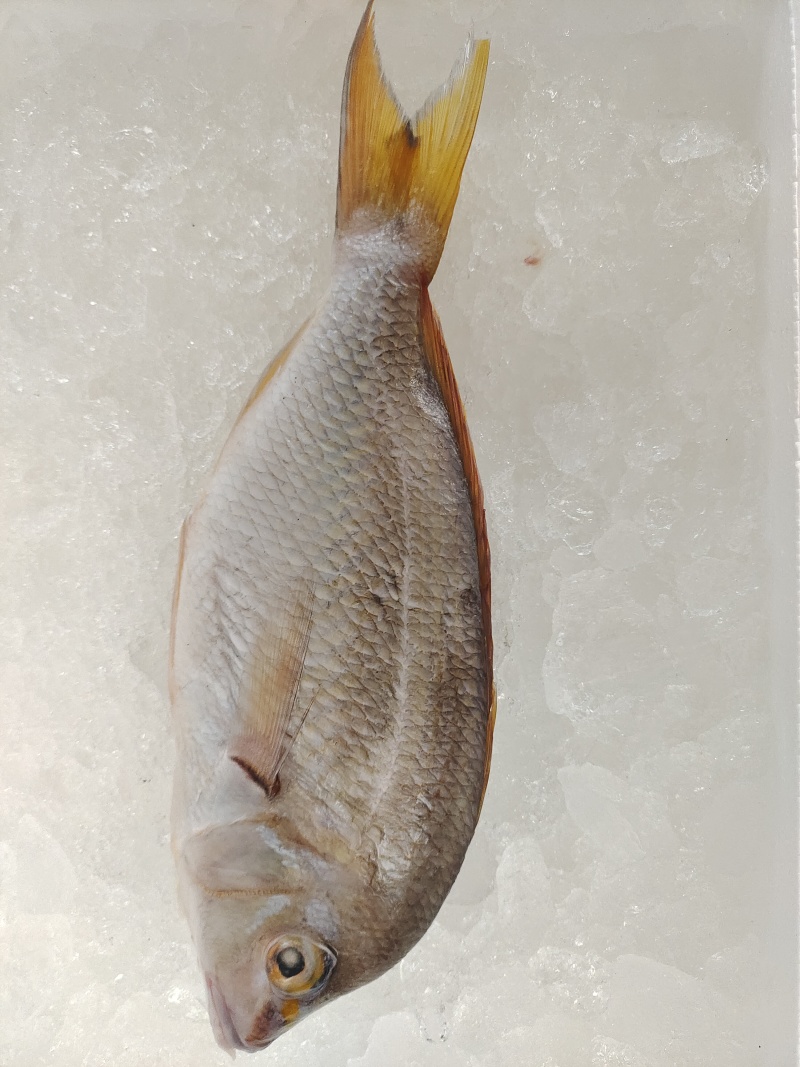 西沙笠鱼-活杀极冻笠鱼批发-海南生鲜供应笠鱼