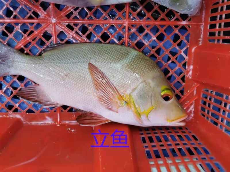 西沙笠鱼-活杀极冻笠鱼批发-海南生鲜供应笠鱼
