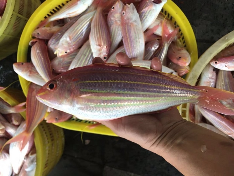 金鳞鱼-活杀极冻金鳞鱼批发-海南生鲜供应金鳞鱼
