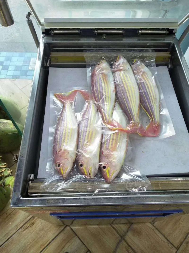 金鳞鱼-活杀极冻金鳞鱼批发-海南生鲜供应金鳞鱼