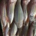 金鳞鱼-活杀极冻金鳞鱼批发-海南生鲜供应金鳞鱼