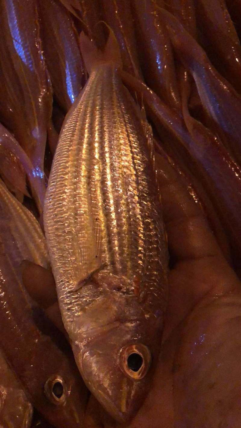 金线鱼-活杀极冻金线鱼批发-海南生鲜供应金线鱼