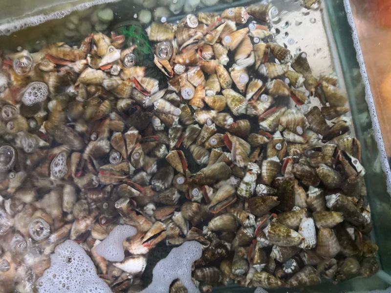 红口螺-西沙红口螺批发-海南生鲜供应红口螺