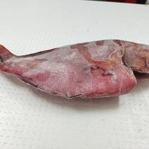 西沙红笛鲷鱼-活杀极冻西沙红笛鲷-海南生鲜供应红笛鲷