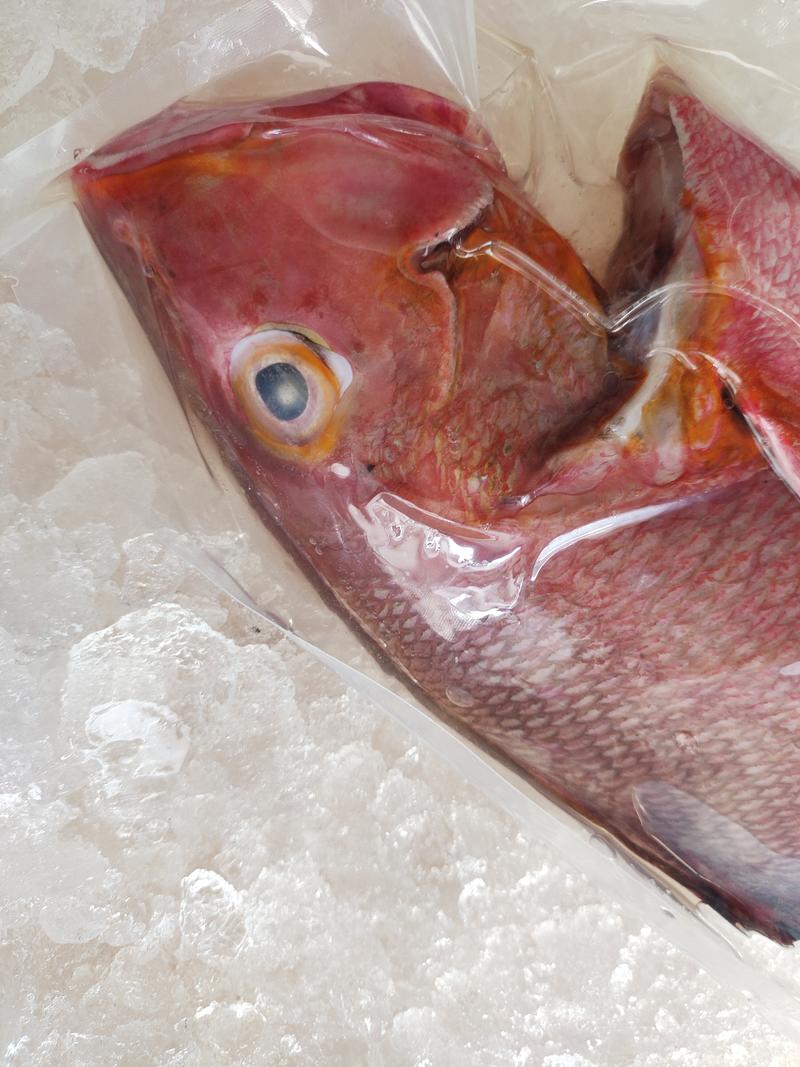 西沙红笛鲷鱼-活杀极冻西沙红笛鲷-海南生鲜供应红笛鲷