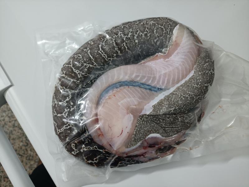 西沙海鳗鱼-活杀极冻海鳗鱼-海南生鲜供应海鳗鱼