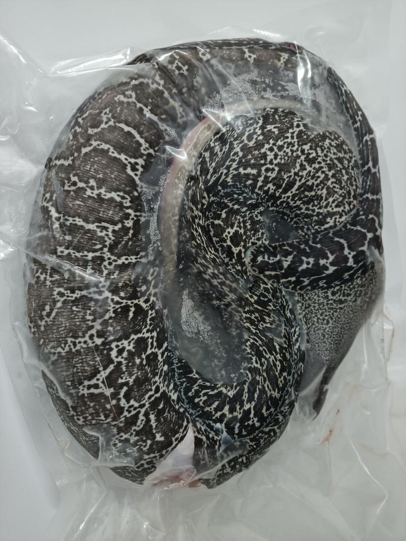 西沙海鳗鱼-活杀极冻海鳗鱼-海南生鲜供应海鳗鱼