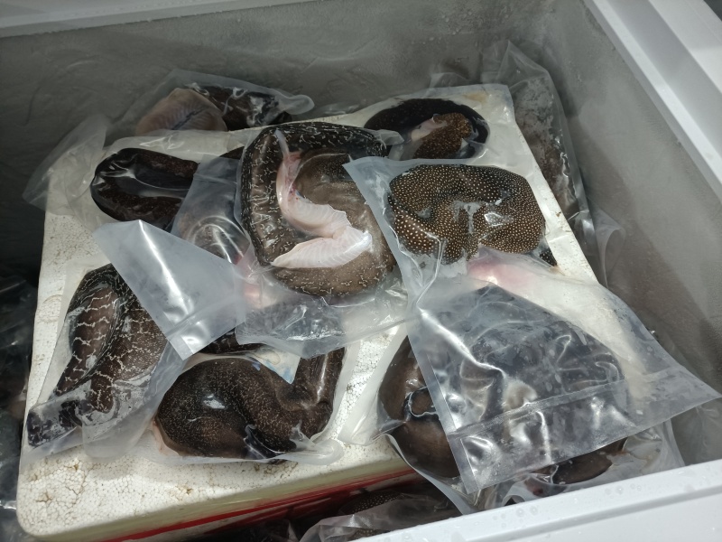 西沙海鳗鱼-活杀极冻海鳗鱼-海南生鲜供应海鳗鱼