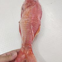 西沙海鲤鱼-活杀极冻西沙海鲤鱼-海南生鲜供应海鲤鱼