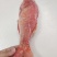 西沙海鲤鱼-活杀极冻西沙海鲤鱼-海南生鲜供应海鲤鱼