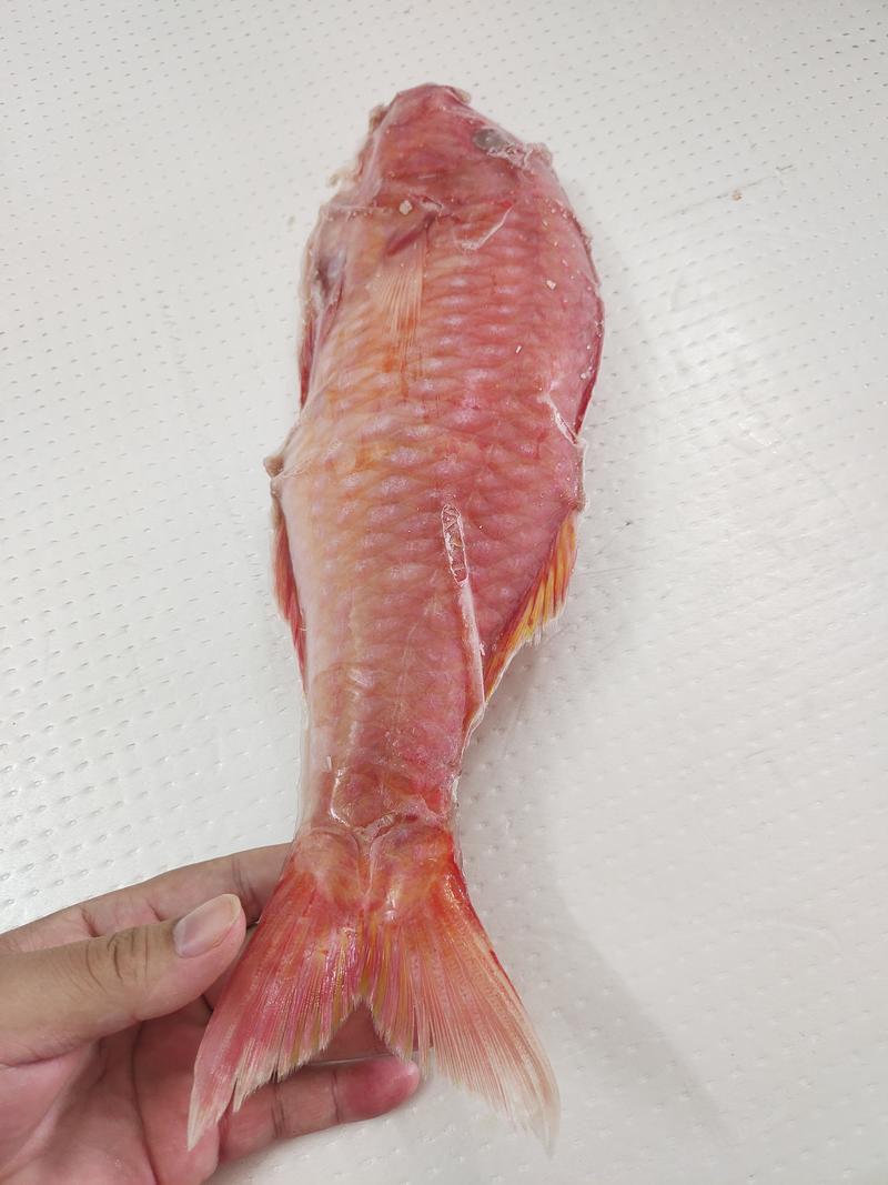 西沙海鲤鱼-活杀极冻西沙海鲤鱼-海南生鲜供应海鲤鱼