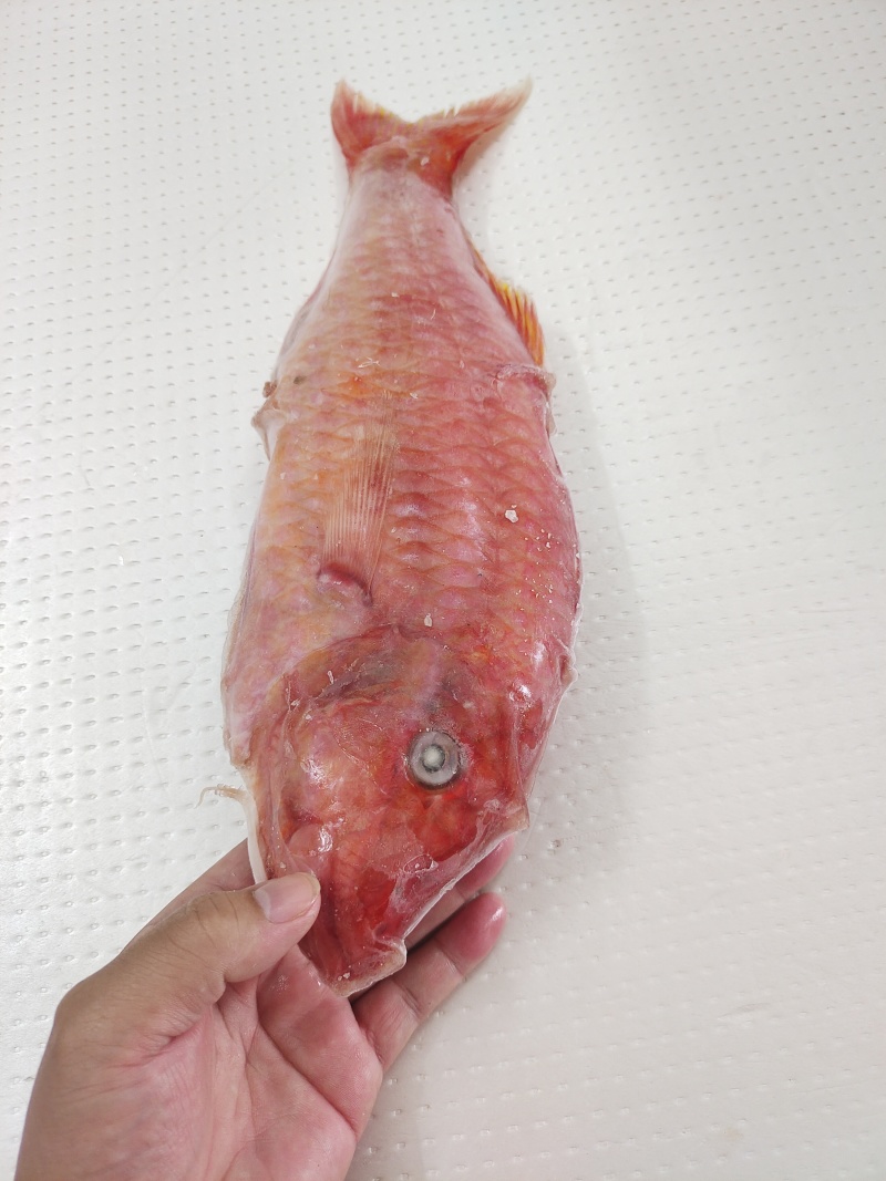 西沙海鲤鱼-活杀极冻西沙海鲤鱼-海南生鲜供应海鲤鱼