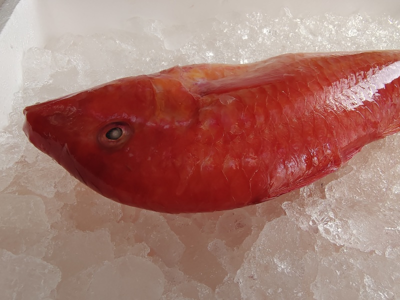 西沙海鲤鱼-活杀极冻西沙海鲤鱼-海南生鲜供应海鲤鱼