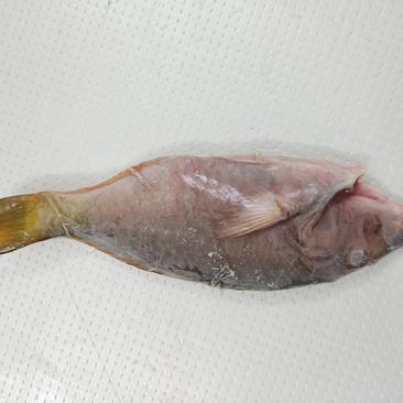 西沙粉衣鱼-活杀极冻粉衣鱼批发-海南生鲜供应西沙粉衣鱼