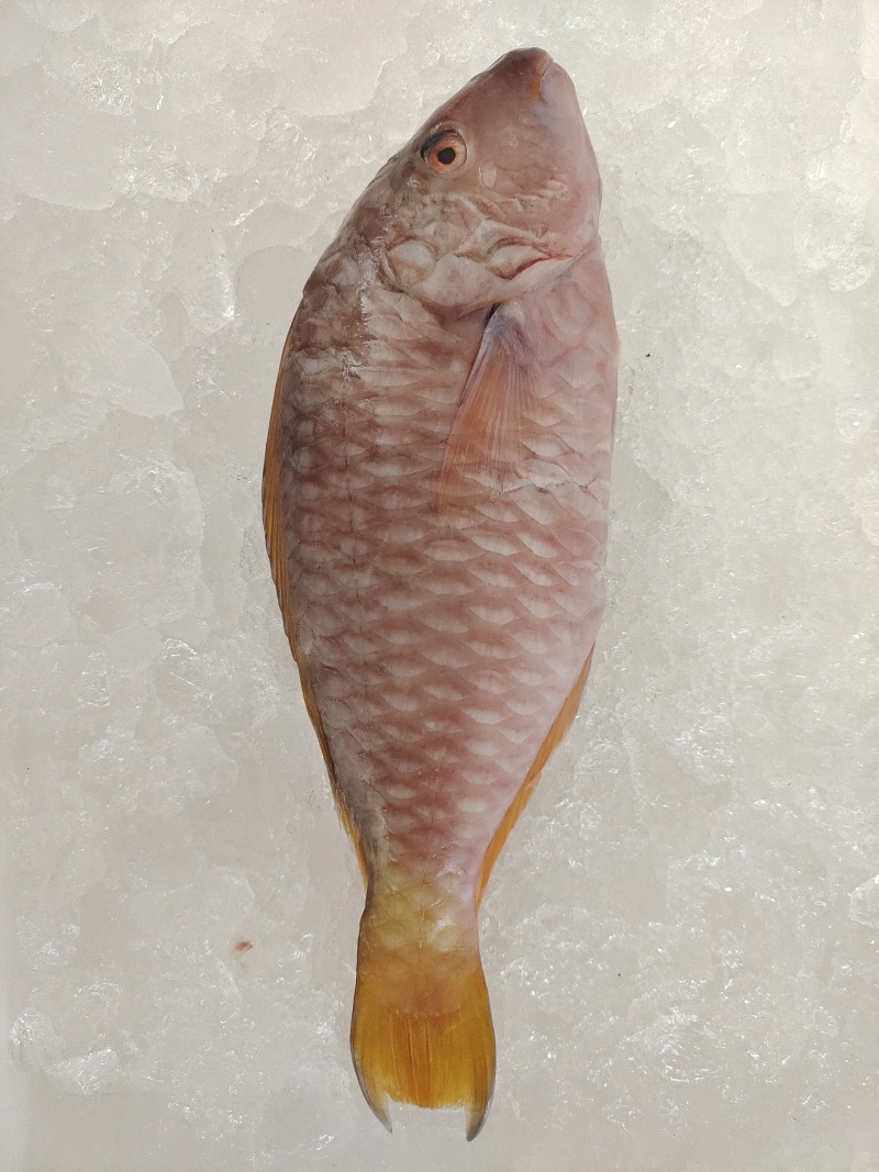 西沙粉衣鱼-活杀极冻粉衣鱼批发-海南生鲜供应西沙粉衣鱼