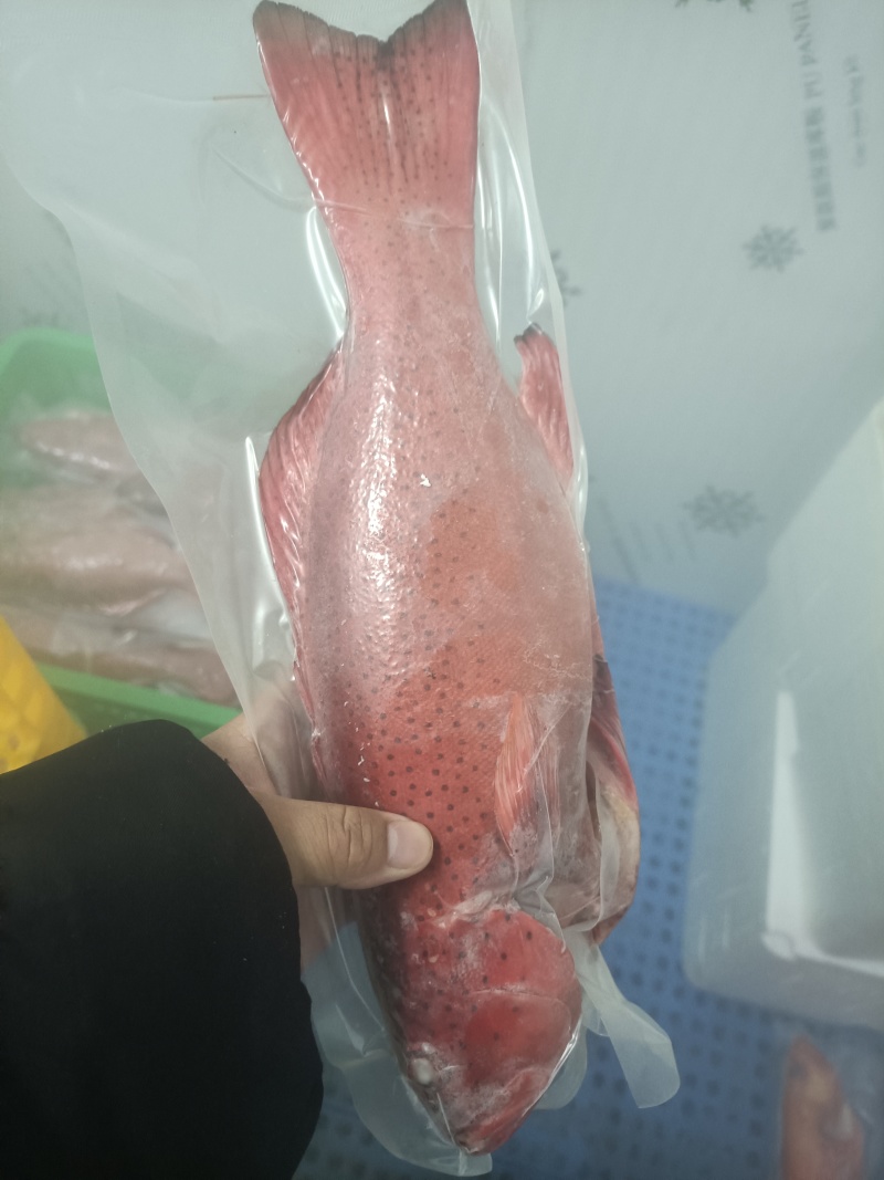 两去东星斑-活杀极冻两去东星斑-海南生鲜供应两去东星斑