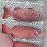 两去东星斑-活杀极冻两去东星斑-海南生鲜供应两去东星斑