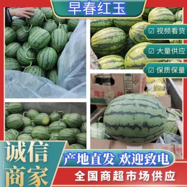 全美二K小糖丸，精品小吊瓜，早春红玉包熟包甜，包质量