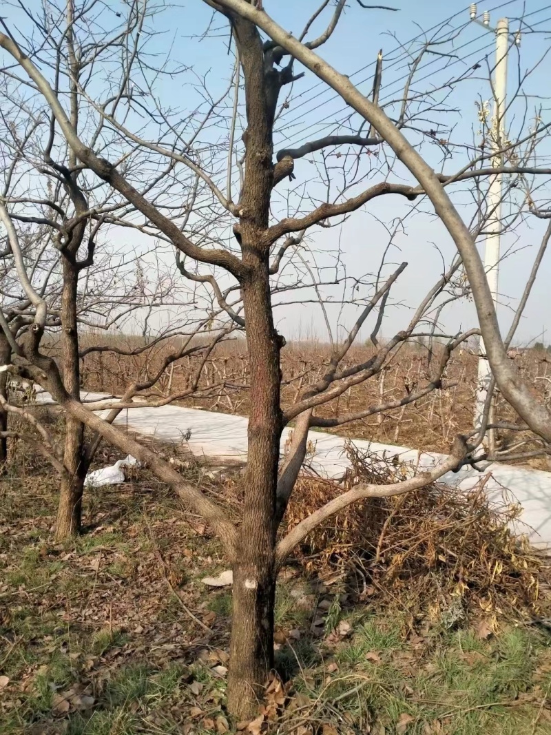 【地头直发】柿子树，甜柿子树10公分以上柿子树可视频看货