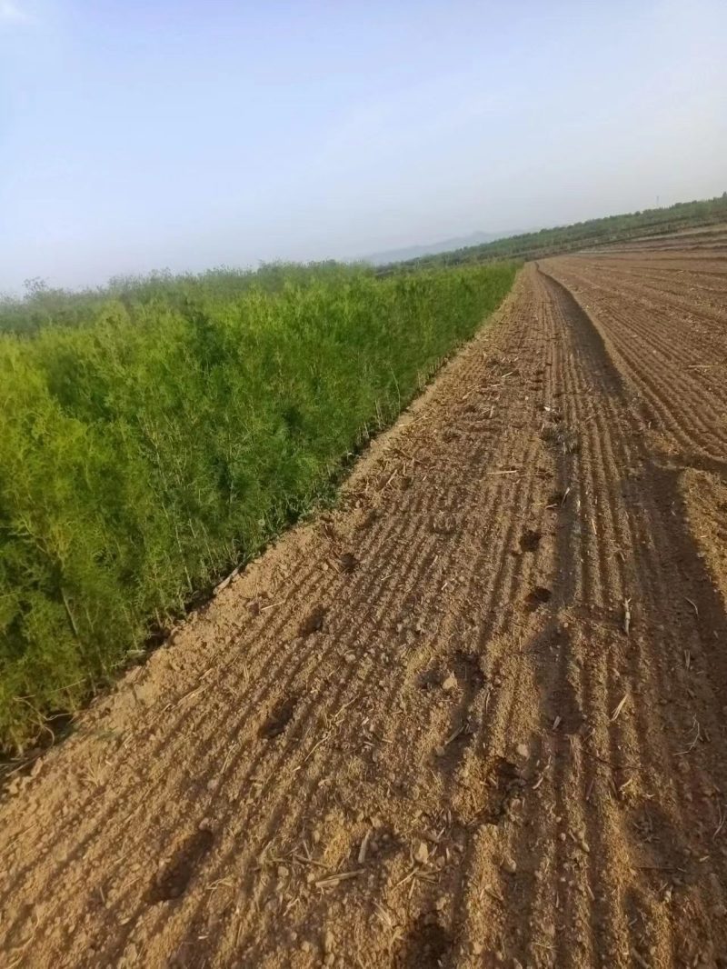 【实力火热】侧柏苗杯苗产地直发山西侧柏苗批发价可视频看货
