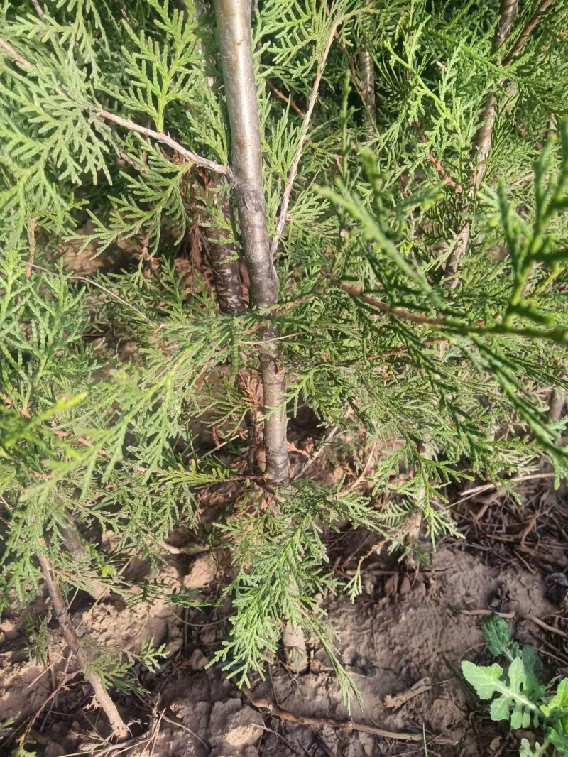 【实力火热】侧柏苗杯苗产地直发山西侧柏苗批发价可视频看货