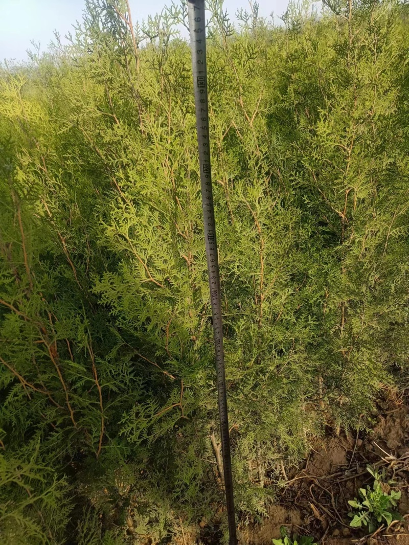 【实力火热】侧柏苗杯苗产地直发山西侧柏苗批发价可视频看货