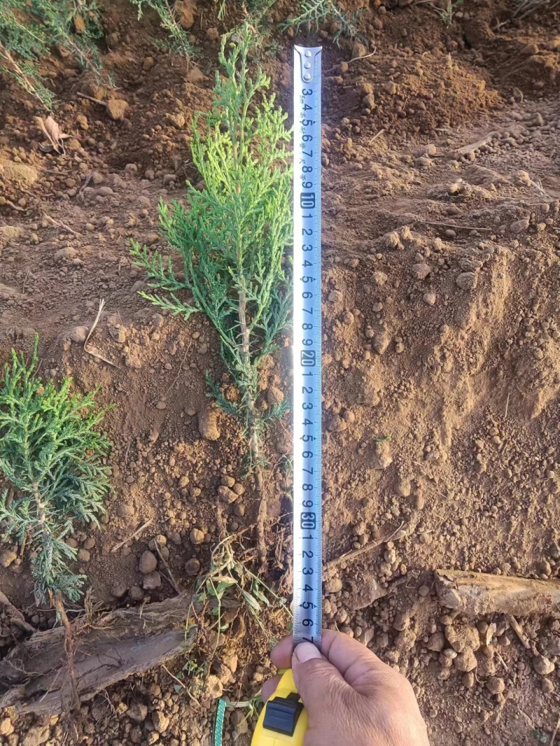 【实力火热】侧柏苗杯苗产地直发山西侧柏苗批发价可视频看货