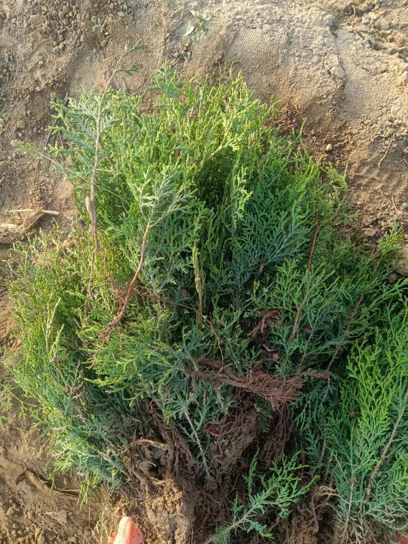 【实力火热】侧柏苗杯苗产地直发山西侧柏苗批发价可视频看货