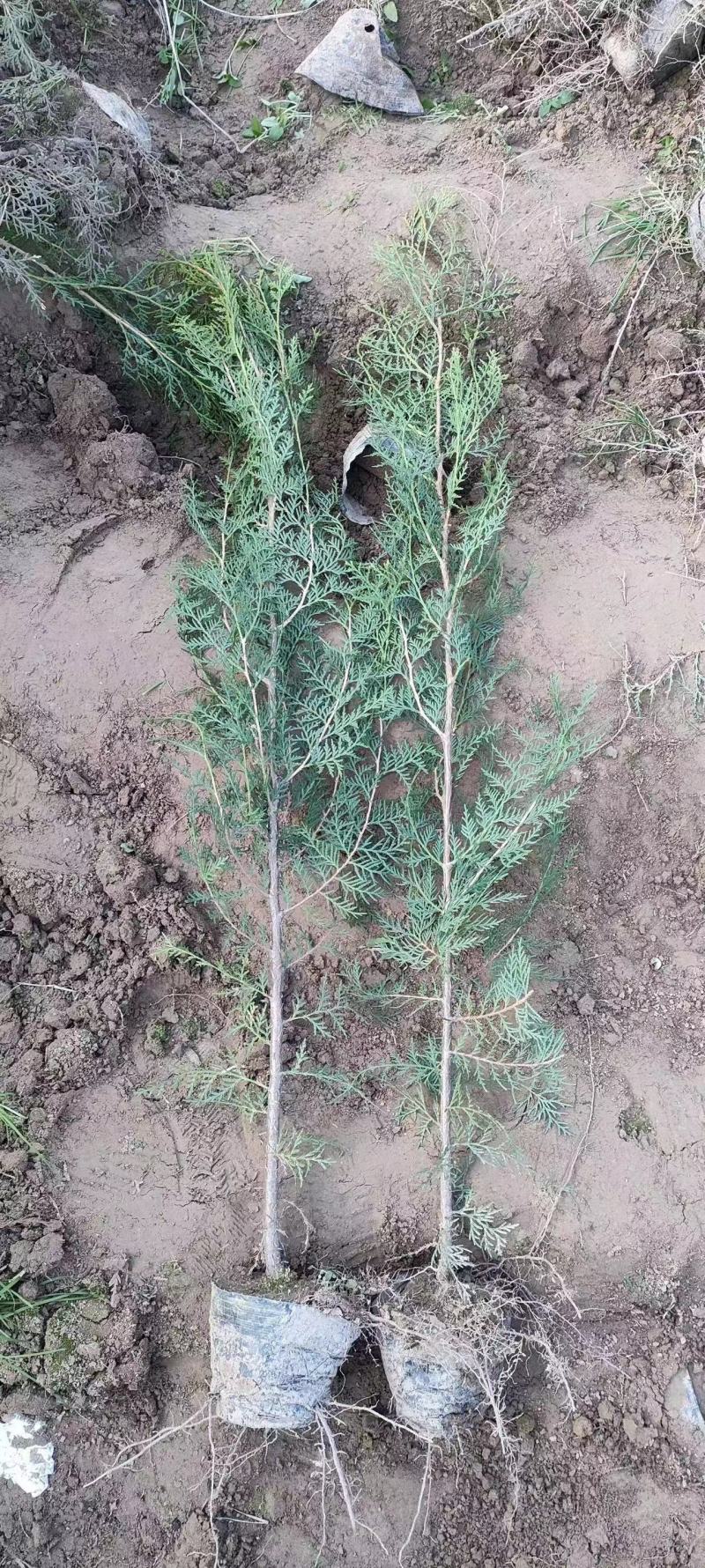 【实力火热】侧柏苗杯苗产地直发山西侧柏苗批发价可视频看货