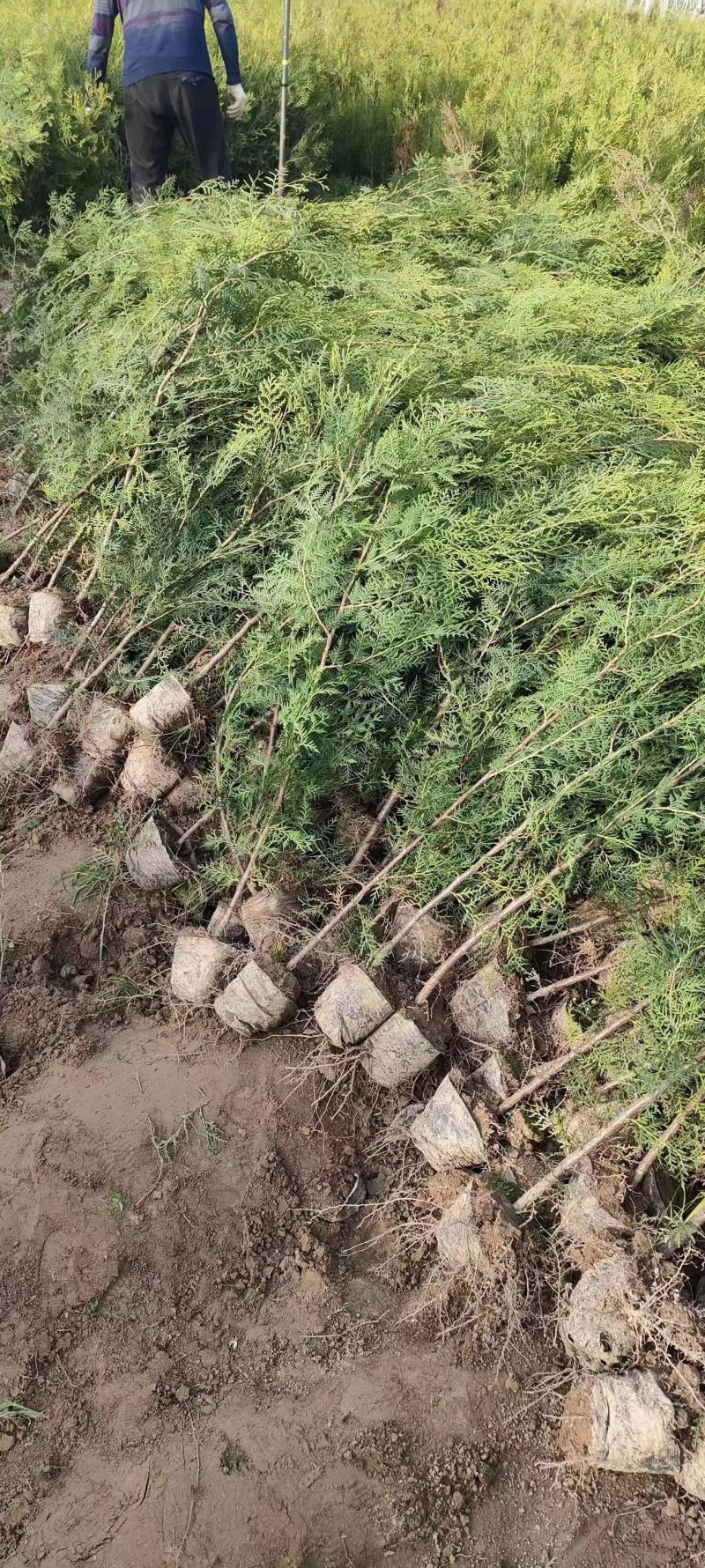 【实力火热】侧柏苗杯苗产地直发山西侧柏苗批发价可视频看货