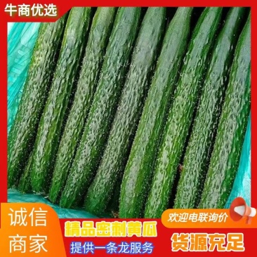 （牛商优选）密刺黄瓜产区直供货源充足量大从优全国发货