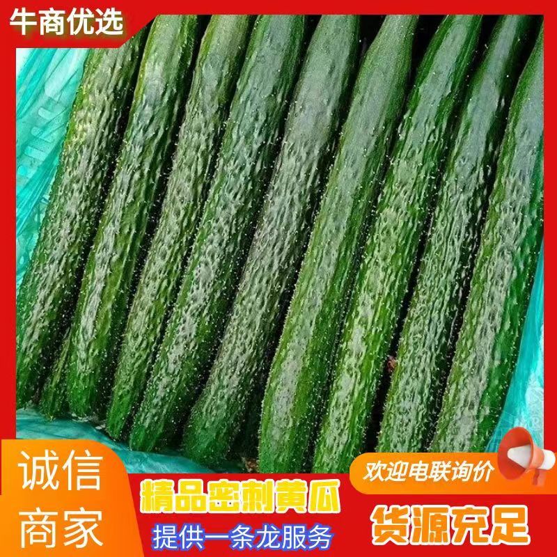 （牛商优选）密刺黄瓜产区直供货源充足量大从优全国发货