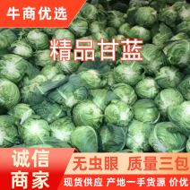 徐州甘蓝圆包菜包菜卷心菜新鲜蔬菜货源充足长期批发