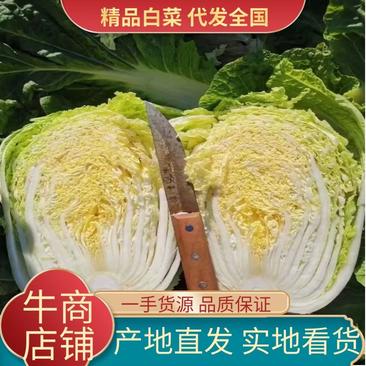 精品黄心白菜优质大白菜大量现货品质保障欢迎选购！