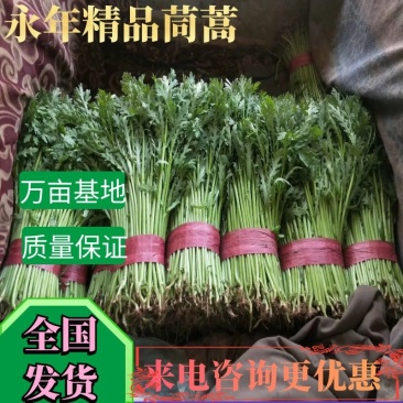 🔥🔥精品茼蒿产地直发【专业代办】货源充足运输便利