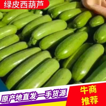 【热卖中】山东绿皮西葫芦，皮毛好品质硬量大从优产地直发
